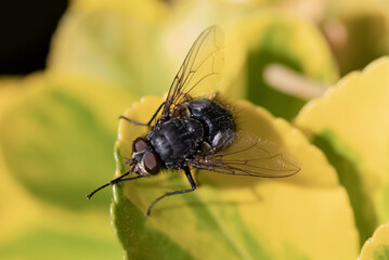 fly on leaf