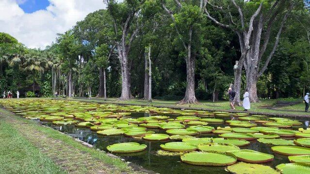 Sir Seewoosagur Ramgoolam Botanical Garden, pond with Victoria Amazonica Giant Water Lilies, Mauritius