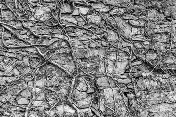 monochrome texture of old wall with twisty branches closeup, black and white vintage gray background macro, wallpaper