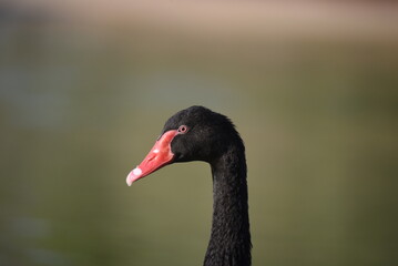 Obraz premium UAE birds