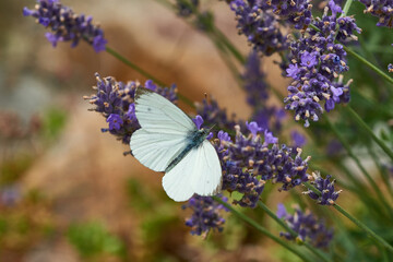 Kleiner Kohlweißling (Pieris rapae) an Lavendel	