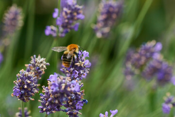 Ackerhummel (Bombus pascuorum) am Lavendel © Karin Jähne