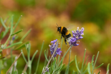 Große Erdhummel (Bombus magnus)