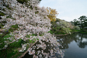 公園の池に満開の桜