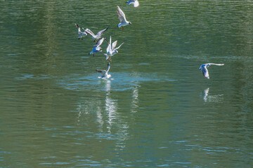 Möwen am Fluss streiten um Futter
