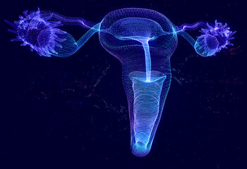 Female Reproductive System with Nervous System and Urinary Bladder Anatomy. Abstract obstetrics and Gynecology concept
