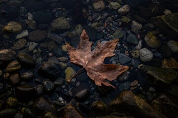 autumn leaves on the water