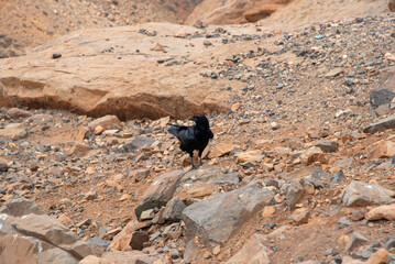 Detalle de un cuervo sobre rocas en un paisaje desértico y volcánico, el mirador de Las Peñas en Fuerteventura durante un día soleado en Canarias.