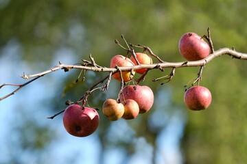 Closeup of red apples on branch without leaves