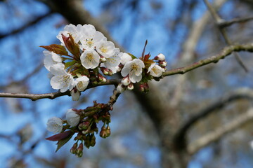 Fleurs blanches de cerisier. Cerisier en fleurs. Gros plan