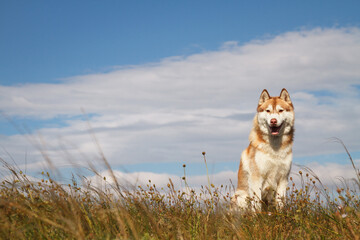cute siberian husky dog sitting on a hill top in the summer