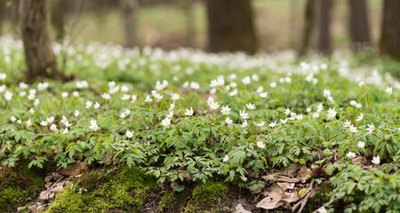 Spring in the forest, wood anemones (Anemonoides nemorosa) blooming at early spring, little white flowers blooming, buttercaps