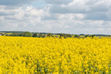 rapeseed field, blooming canola flowers closeup, (Brassica napus) blooming yellow