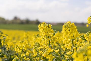 rapeseed field, blooming canola flowers closeup,  (Brassica napus) blooming yellow