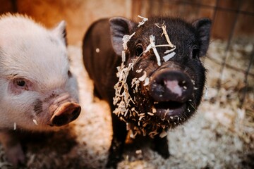 Closeup shot of adorable piglets with sawdust on their faces in an animal farm © Rachelmcgrath/Wirestock Creators