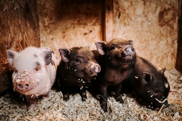 Closeup shot of adorable piglets standing on sawdust in a barn in a countryside