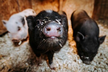 Closeup shot of piglets in a barn standing on sawdust on an isolated background © Rachelmcgrath/Wirestock Creators