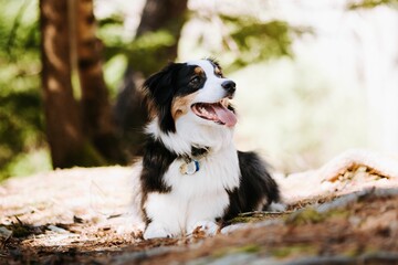 Closeup shot of a happy Australian Shepherd sitting on the ground in a park