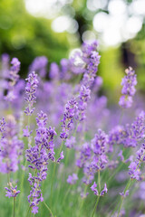 Provence - lavender field