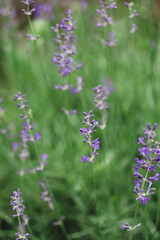 Provence - lavender field