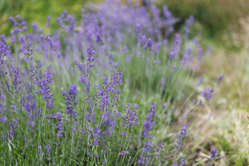 Provence - lavender field