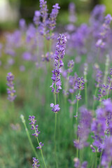 Provence - lavender field