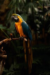 Vertical shallow focus shot of blue and yellow macaw bird perched on the top of a tree branch