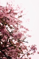 Vertical selective focus shot of beautiful pink cherry blossoms