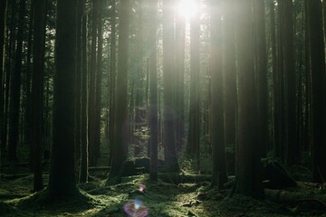 Closeup shot of the trunks of a forest covered with moss on a sunny day