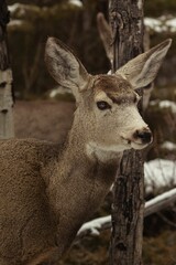 Fototapeta premium Vertical closeup shot of the head of a Mule deer against the isolated background