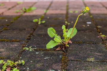 a dandelion bud between a sidewalk