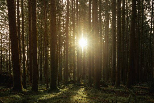 Scenic shot of tall forest trees covered in moss and the sun shining through the plants
