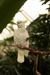 Vertical shot of a yellow-crested cockatoo (Cacatua sulphurea) perched on a wooden stand