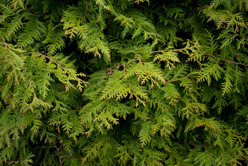 texture creata dai rami di un'albero di colore verde intenso