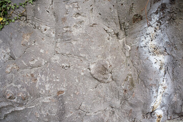 texture creata dalla corteccia di un grande albero