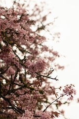 Vertical shot of cherry blossom flowers on tree branch