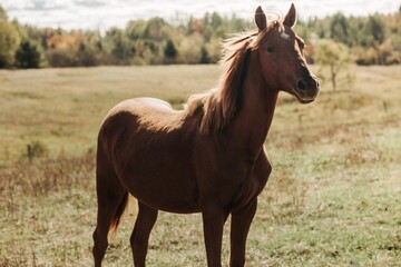 Naklejka na ściany i meble Beautiful brown Arabian horse standing in the field on a sunny day