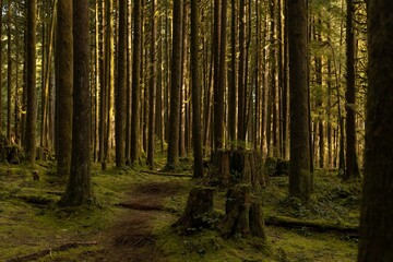 Scenic view of a path through tall mossy pine forest