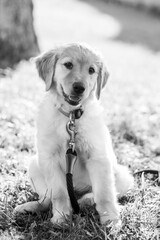 Vertical grayscale shot of an adorable Golden Retriever on a leash sitting in the garden