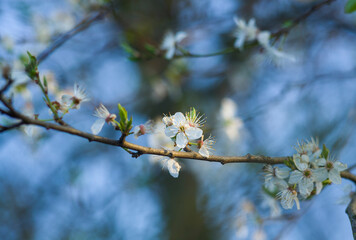 Blooming spring flowers.