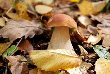 boletus mushroom grows through fallen leaves
