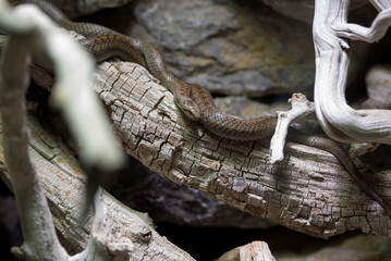 una bella vipera europea