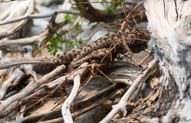 una bella vipera europea
