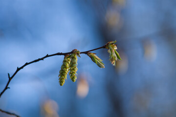 Blooming plants in the forest.