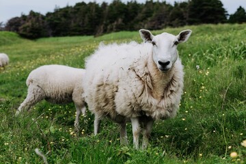 Naklejka na ściany i meble Closeup shot of whte sheeps in the green field.