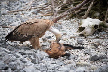 un bel esemplare di avvoltoio con il suo piumaggio marrone e bianco