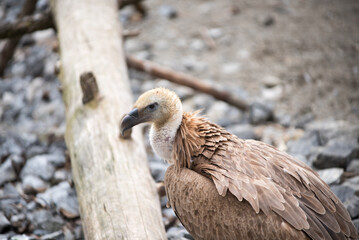 un bel esemplare di avvoltoio con il suo piumaggio marrone e bianco