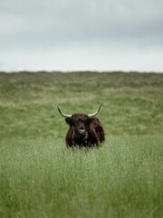 Beautiful view of Bovinae in the green field