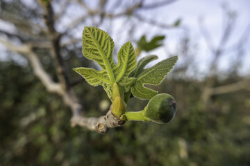 Leaves of a fig tree