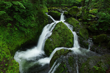 Obraz premium 苔に覆われたもみじの滝